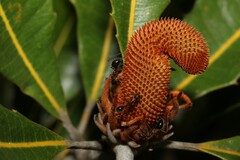 Camponotus intrepidus