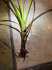 Rhynchospora corniculata