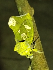 Eudocima hypermnestra