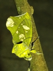 Eudocima hypermnestra