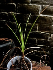 Rhynchospora corniculata