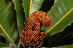 Camponotus intrepidus