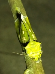 Eudocima hypermnestra