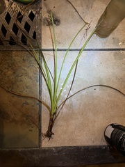 Rhynchospora corniculata