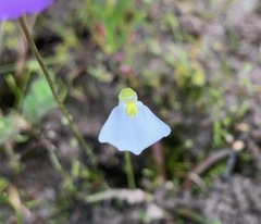 Utricularia barkeri