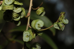 Acacia cincinnata