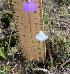 Utricularia barkeri