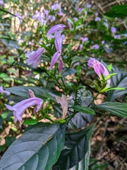 Strobilanthes cusia