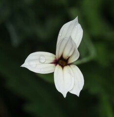 Sisyrinchium micranthum