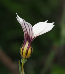 Sisyrinchium micranthum