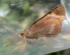Cephrenes augiades