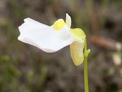 Utricularia barkeri