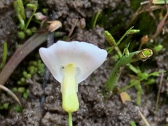 Utricularia barkeri
