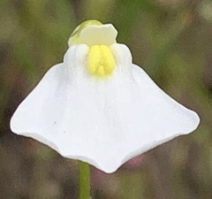 Utricularia barkeri