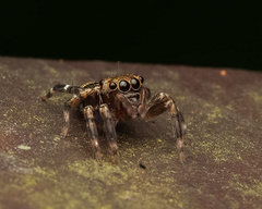 Thorelliola ensifera