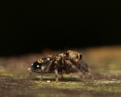 Thorelliola ensifera