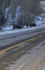 Bison bison athabascae