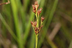 Rhynchospora brownii