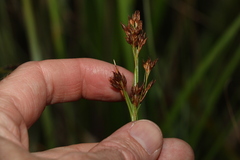 Rhynchospora brownii