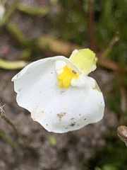 Utricularia barkeri