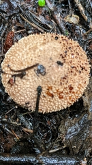 Lepiota eriophora