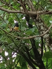 Petroica macrocephala