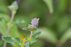 Hemiargus ceraunus astenidas