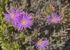 Lampranthus stipulaceus