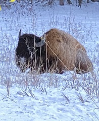 Bison bison athabascae