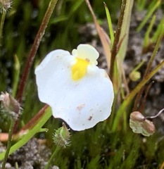 Utricularia barkeri