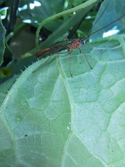 Enicospilus