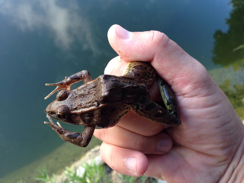 Lithobates berlandieri