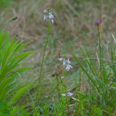 Nuttallanthus canadensis