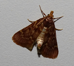 Zitha laminalis