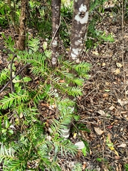 Prumnopitys ferruginea