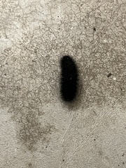 Spilosomina