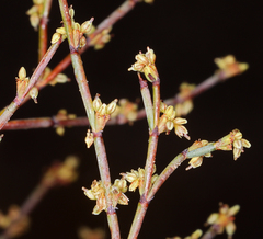 Eriogonum brachyanthum