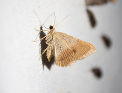 Frederickia flaviterminata