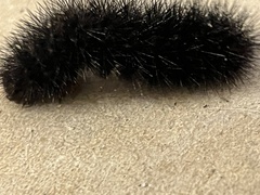 Spilosomina