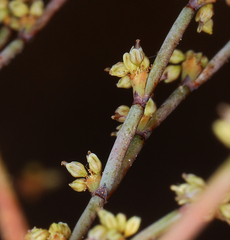 Eriogonum brachyanthum