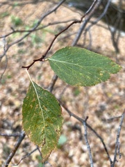 Crataegus rivularis