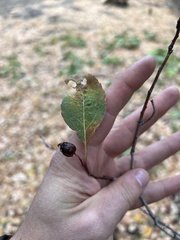 Crataegus rivularis