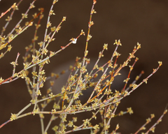 Eriogonum brachyanthum