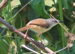 Prinia subflava