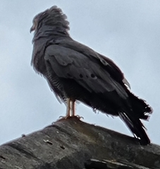 Polyboroides typus typus