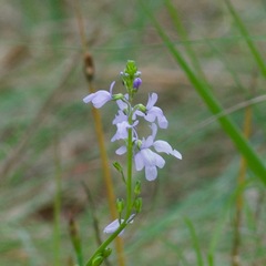 Nuttallanthus canadensis