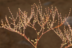 Eriogonum brachyanthum
