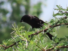 Lanius melanoleucus