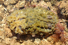 Asteronotus cespitosus