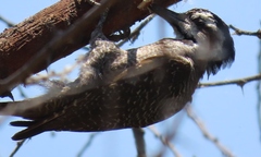 Chloropicus namaquus